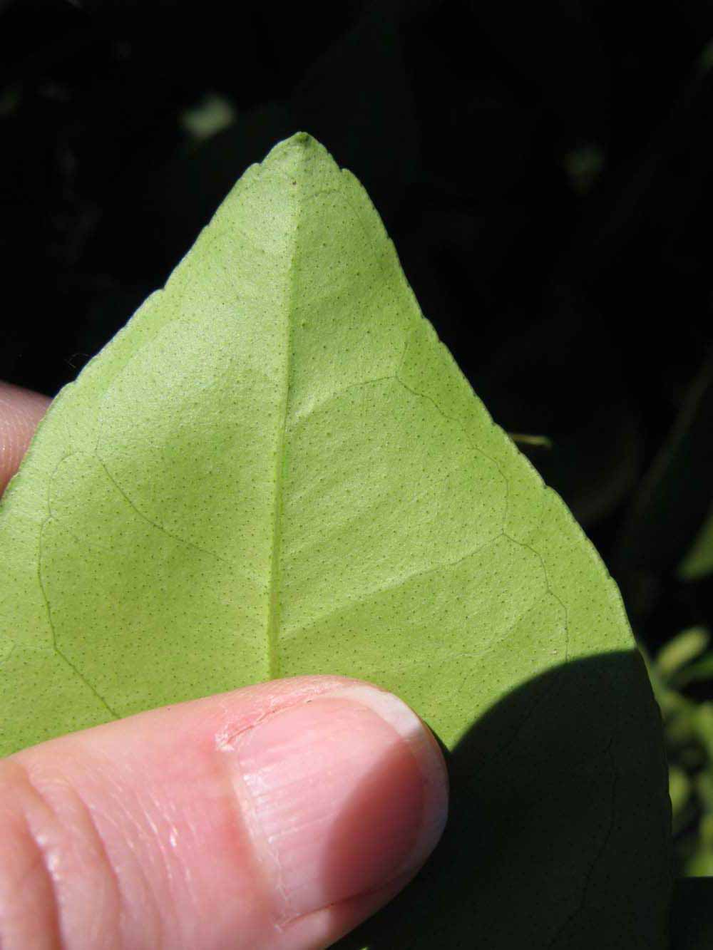              Margin (Winter Haven, FL)       